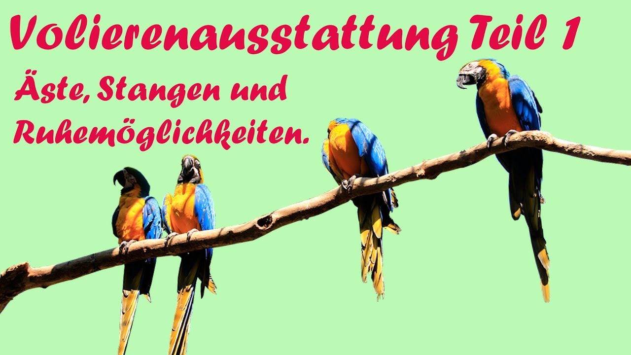 Tipp für Papageienhalter 6. Volierenausstattung Teil 1