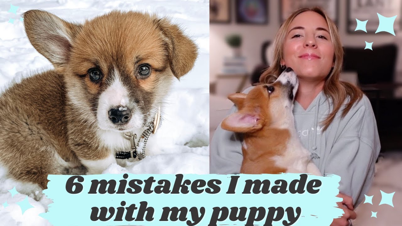 6 mistakes I made with my corgi puppy | what not to do & puppy mistakes to avoid!