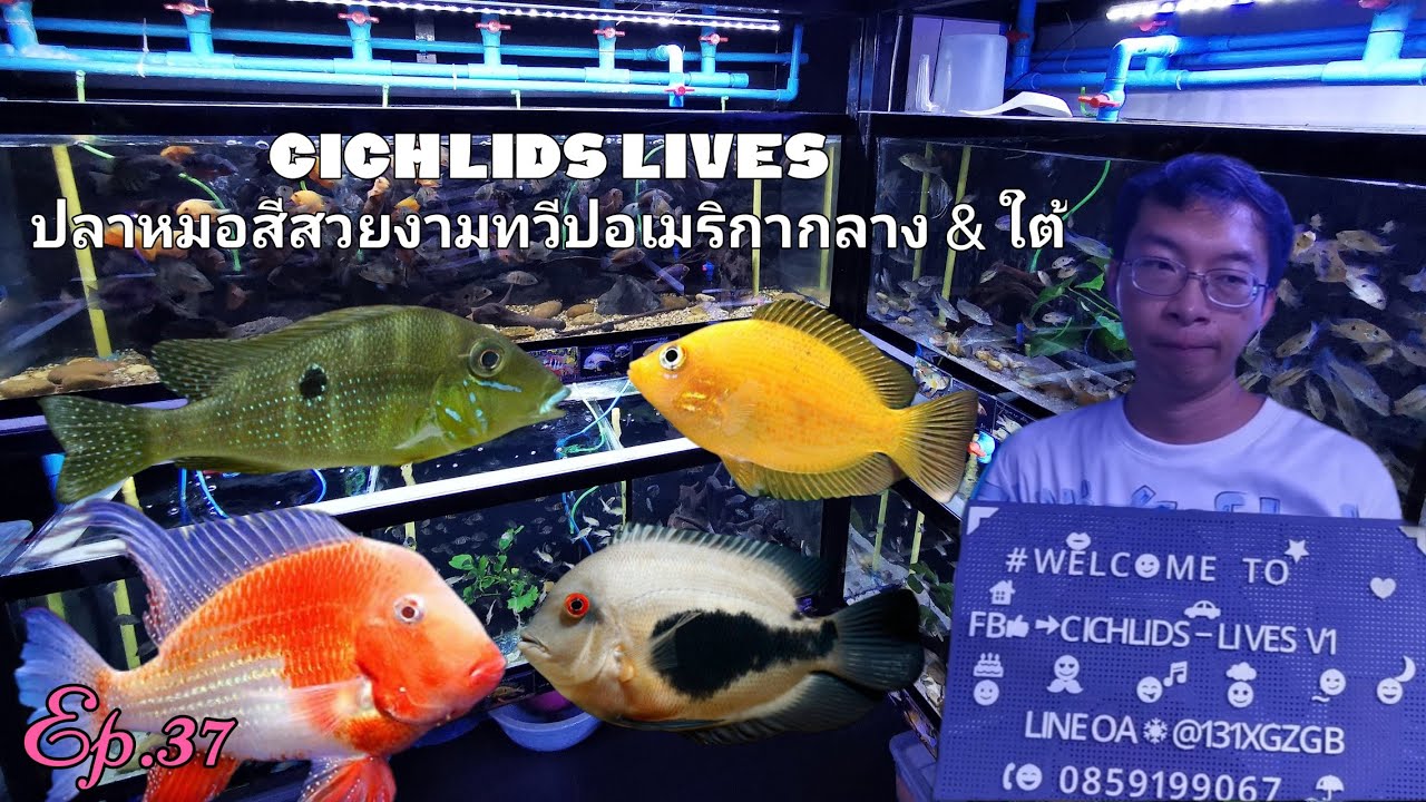 Cichlids​ Lives​ ปลา​หมอ​สี​สวยงาม​ทวีป​อเมริกา​กลาง​และ​ใต้​🐟Ep.37