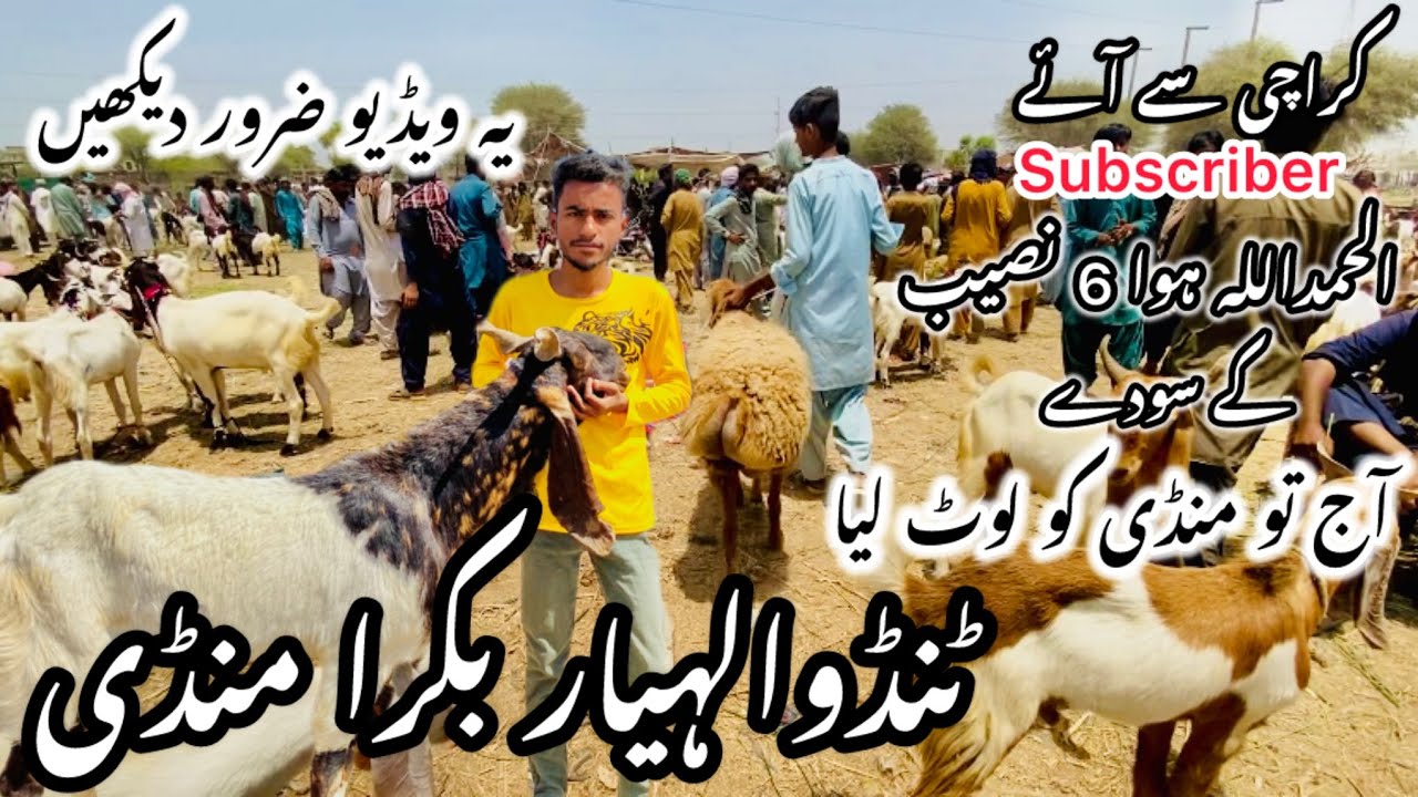 Tando allahyar Bakra Mandi Latest Update 2 May 2025 || Bakra Mandi 2025