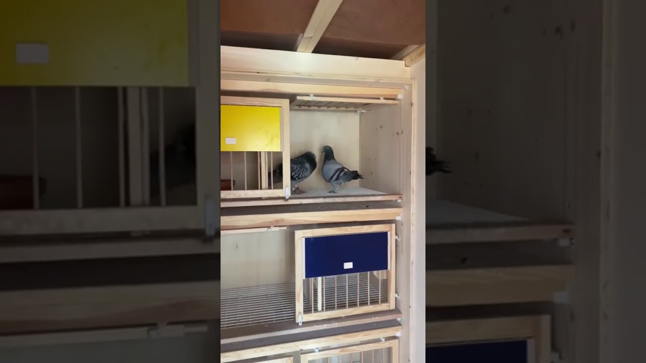 عائلة بست كتل
