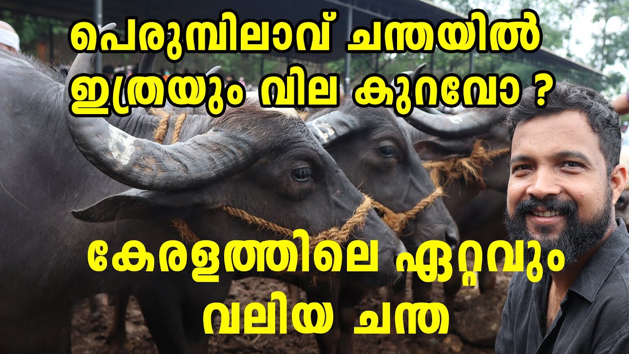 കേരളത്തിലെ ഏറ്റവും വലിയ ചന്ത - PERUMBILAVU CHANTHA ll BUFFALLO CHEAPEST PRICE IN KERALA