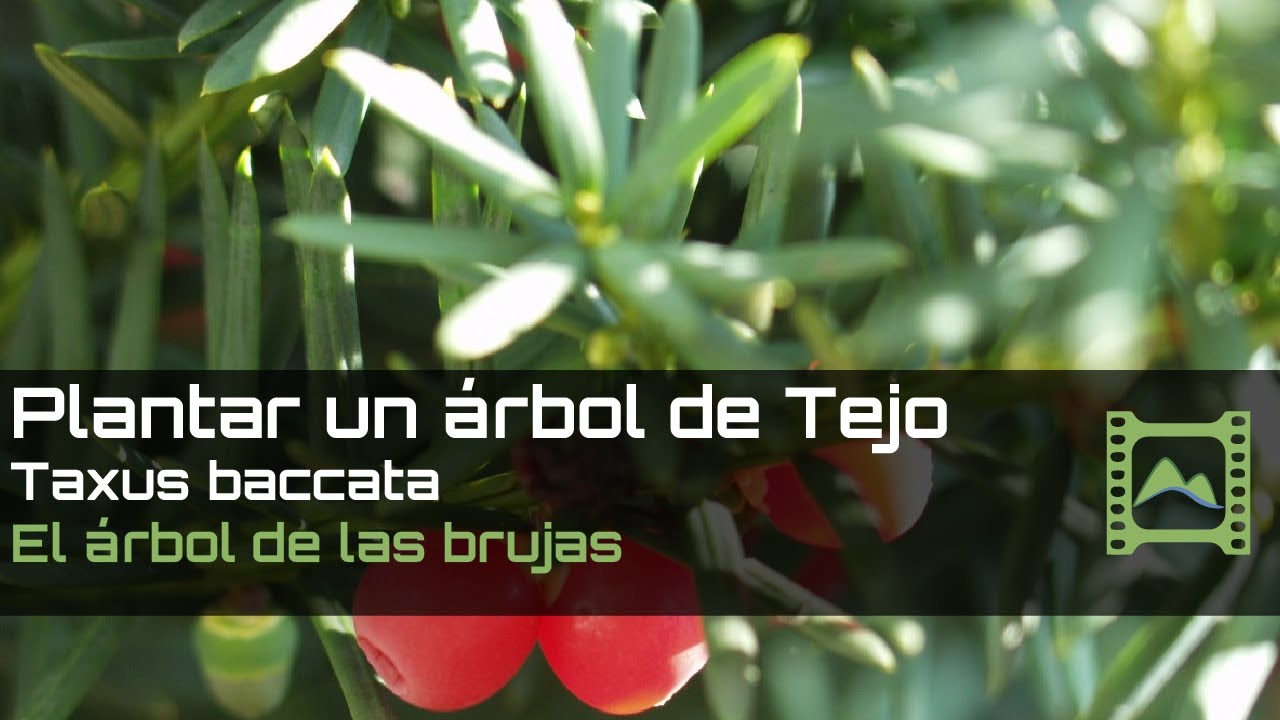 Cómo plantar un árbol de Tejo: Taxus Baccata o Texu | LdN 2020
