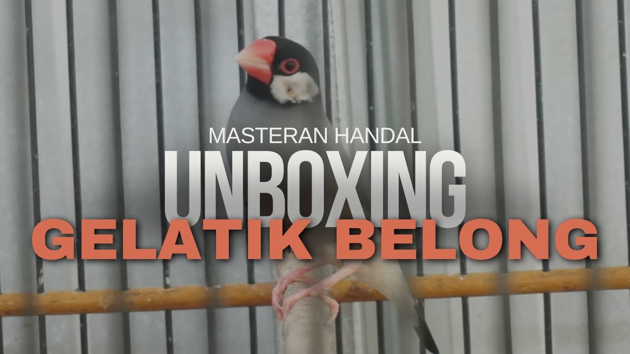 UNBOXING BURUNG GELATIK BELONG