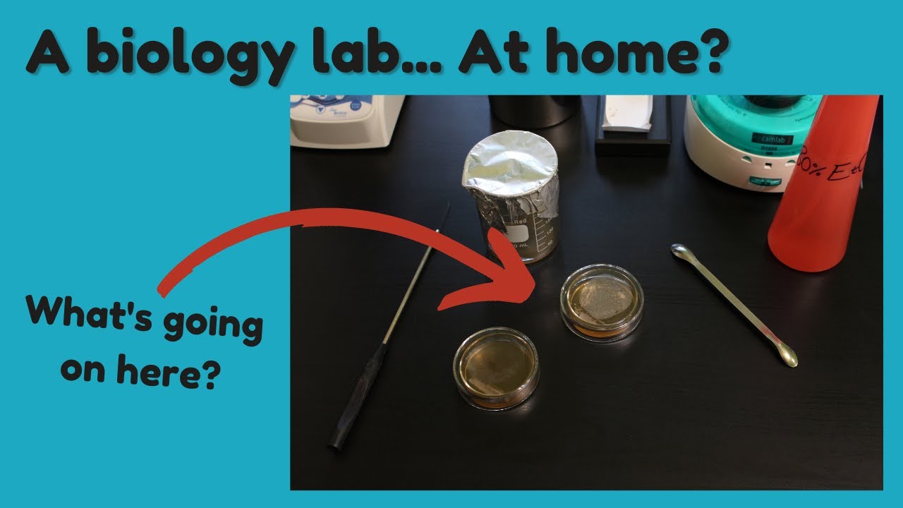 Biology lab experiments... At home! - Petri Dish Diary