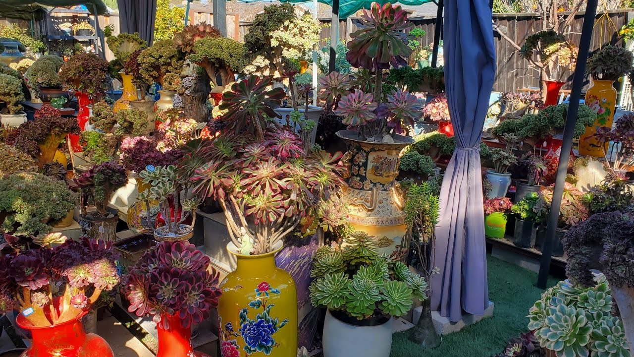 Sen đá làm kệ trồng nắng đẹp 📞 408 834 5979 vườn Liênchinh 01.17.2026