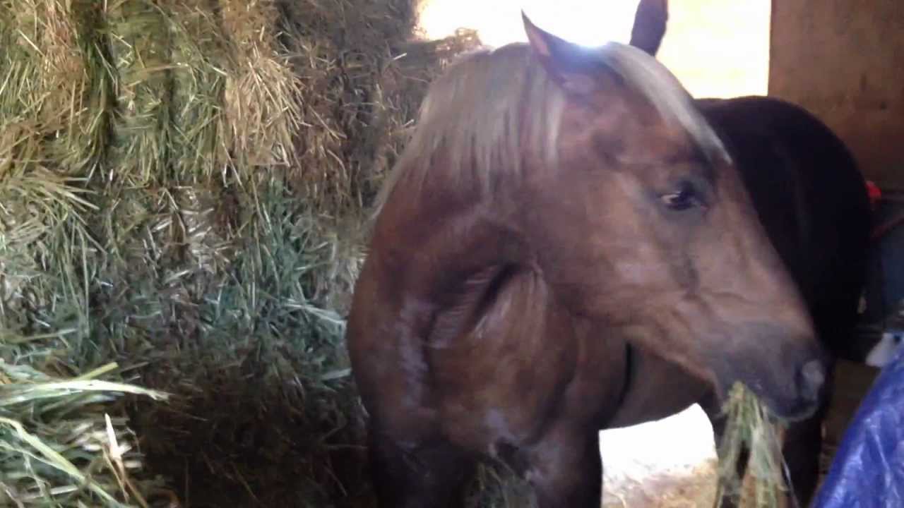 What Grass to feed Horses - Why Mix - More Crazy Emails - Rick Gore Horsemanship