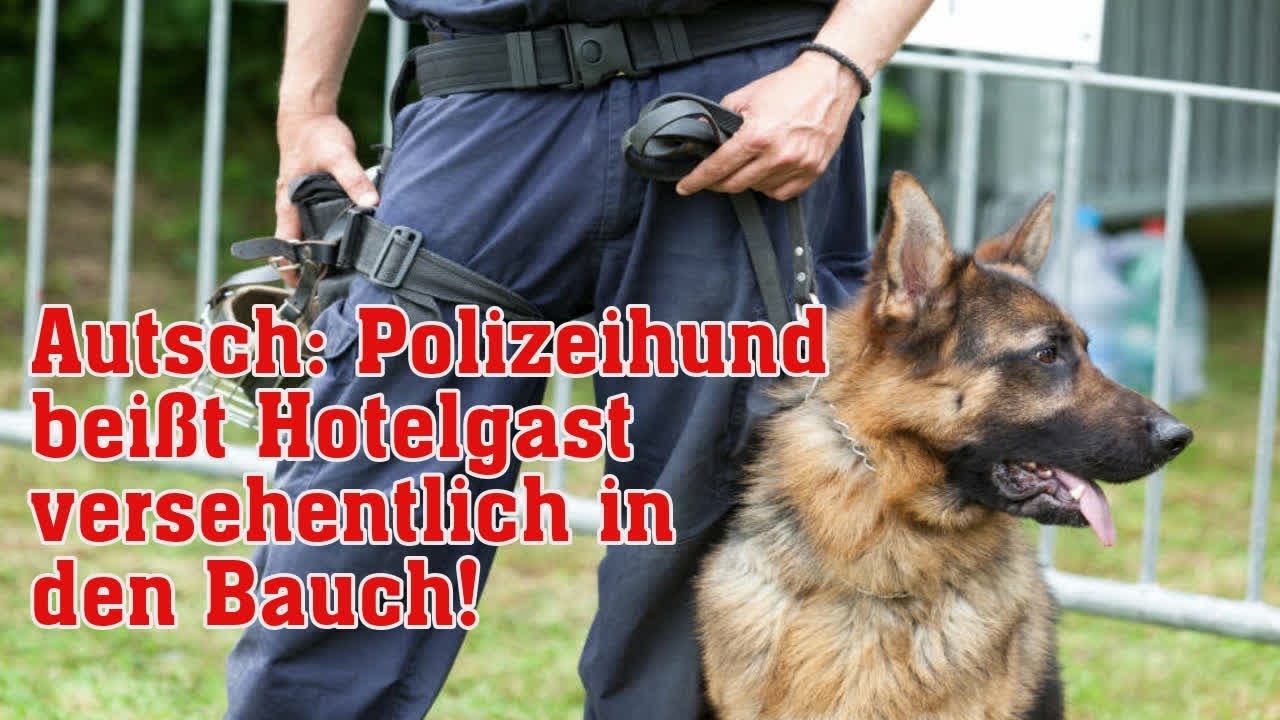 Autsch: Polizeihund bei&szlig;t Hotelgast versehentlich in den Bauch!