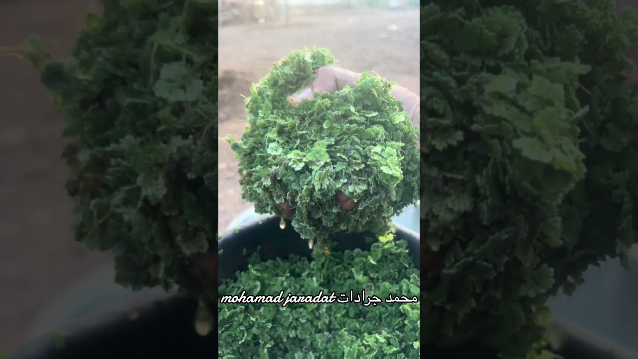 طريقة تقديم الازولا للاغنام والدواجن والخييل