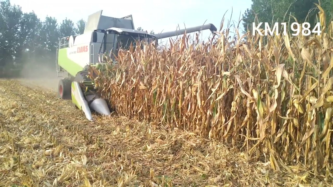 claas Lexion 580 αλώνισμα καλαμποκιού κάμπος Καστανεών Έβρου 17.9.2022