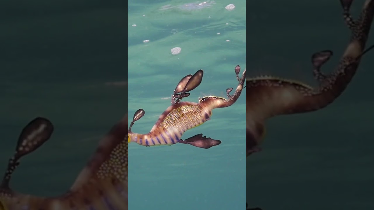 Learn about seahorses with DisneyJrAriel 🌊! DisneyJr