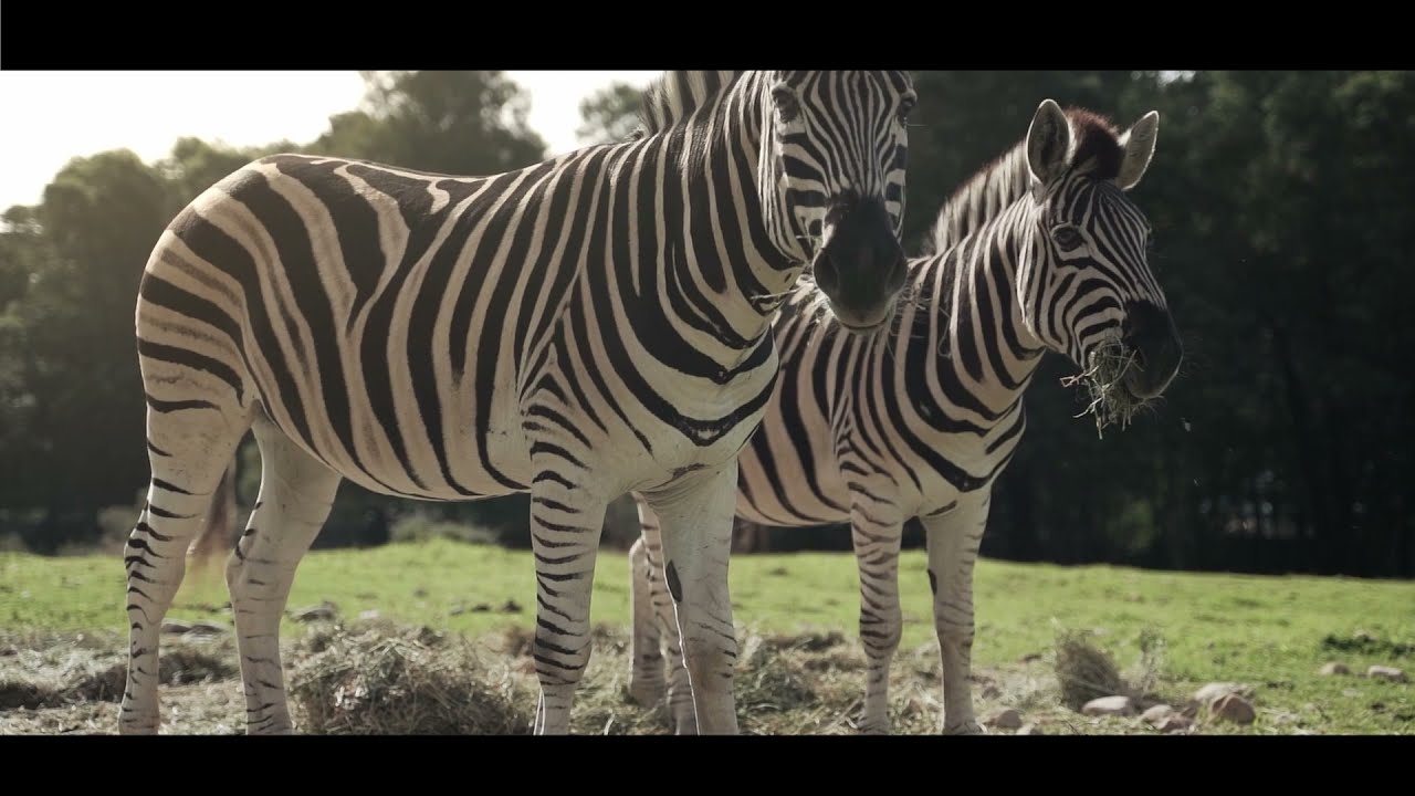Africa Instrumental 2 Happy and Inspirational Music For Commercial Use no copyright