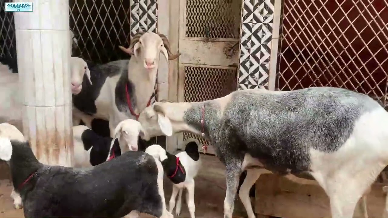 DOKHONTOU A FATICK BERGERIE JARAF MAG SIGA SENE