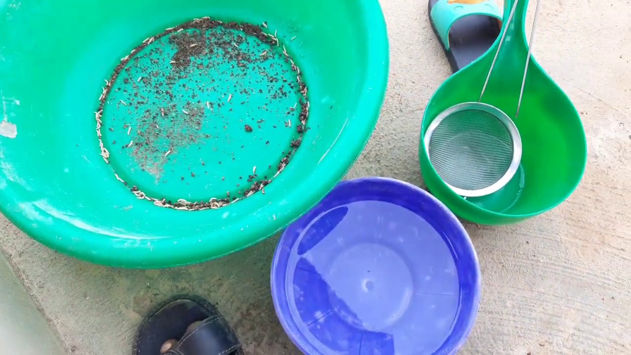 Feed maggots to the newly stoked Catfish