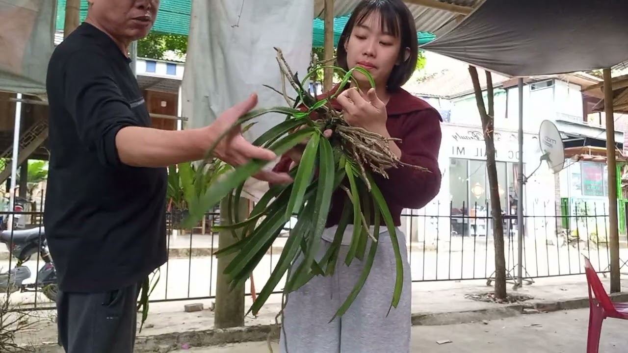 12/3 CÔ GIÁO VÙNG CAO BÁN LAN RỪNG GIÁ RẺ 0364773794 @ PHONG LAN RỪNG HÒA BÌNH 