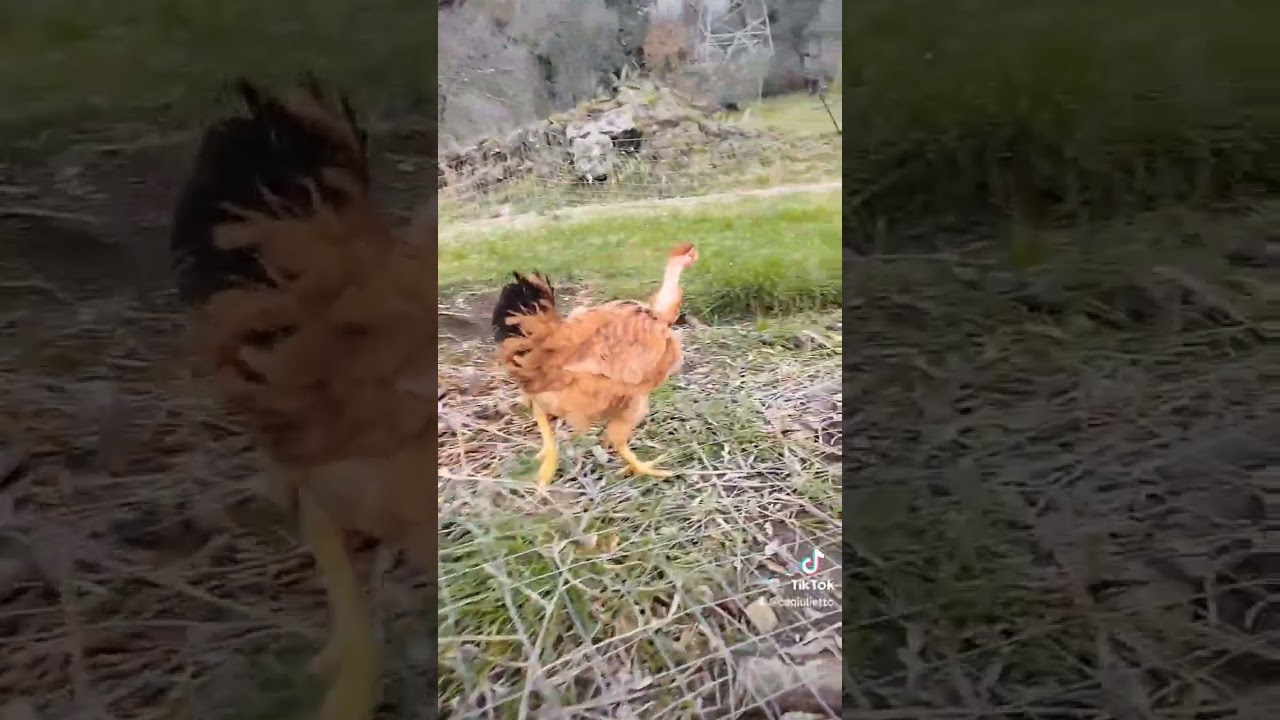 razza collo nudo #nature #perte #animali #galline