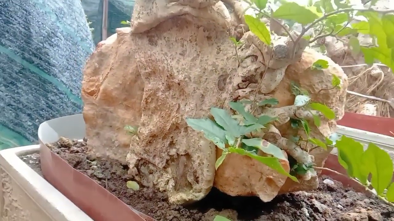 beautiful works of art in the garden , những tác phẩm tương lai @bonsaimini-c8f 