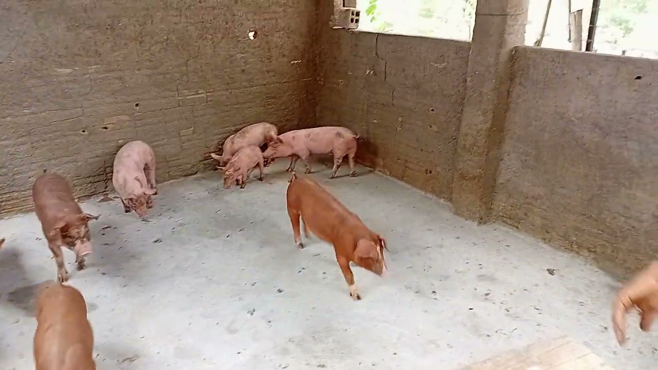 Dando banho nos porcos