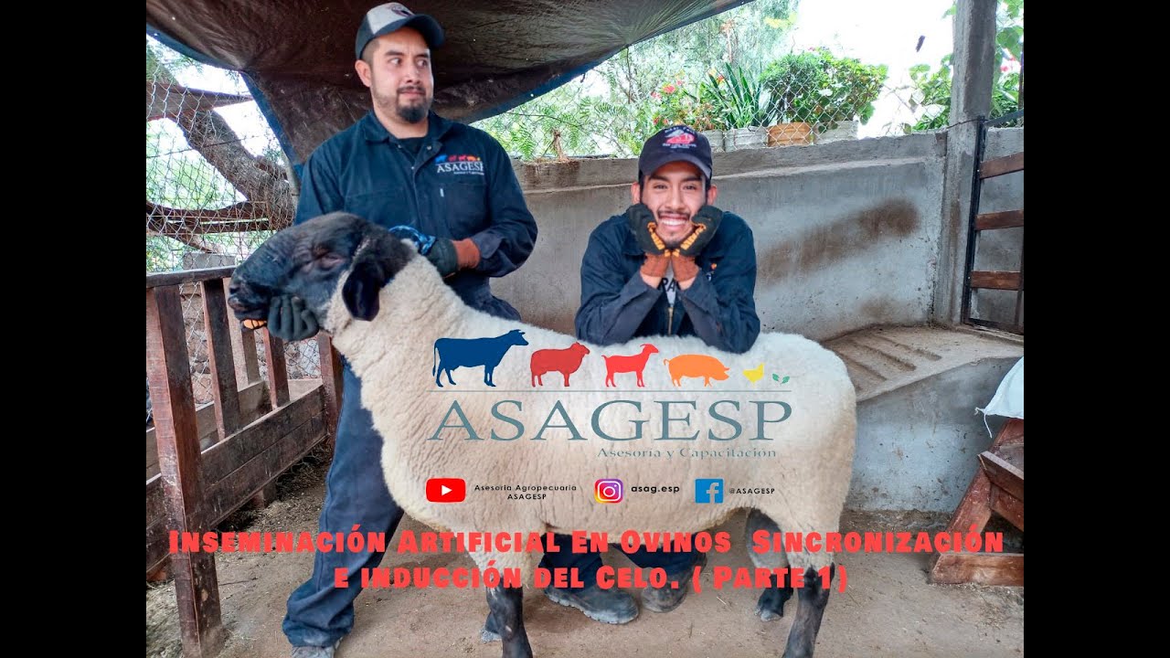 Inseminación Artificial En Ovinos ( Parte 1) Sincronización e Inducción del Celo.
