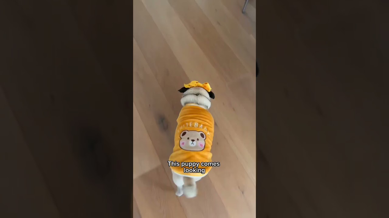 When the Cheese Drawer opens, this puppy comes looking! 👀🧀 #dog #shorts #adorable #cute #pets