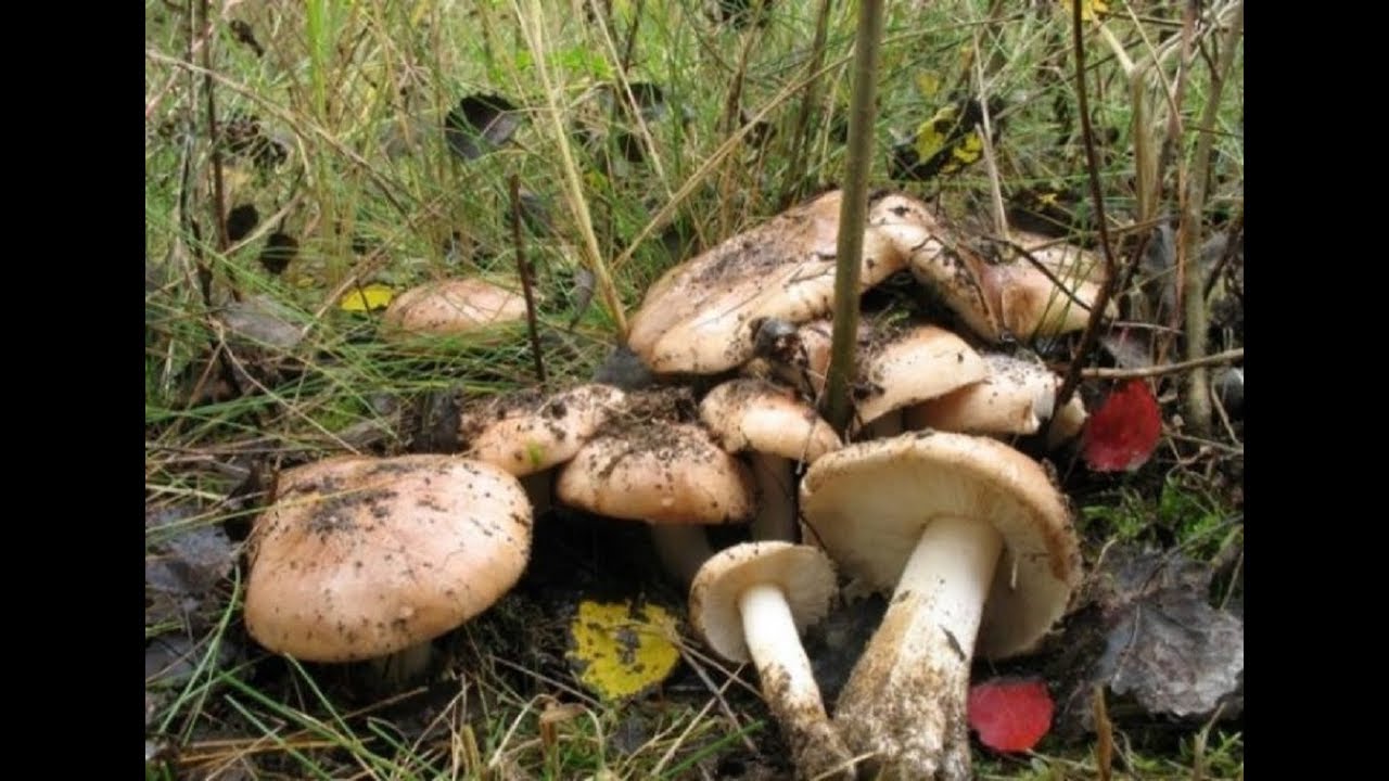 РЯДОВКА ТОПОЛЕВАЯ . ВЕШЕНКИ. НАЧАЛО ХОРОШЕГО УРОЖАЯ