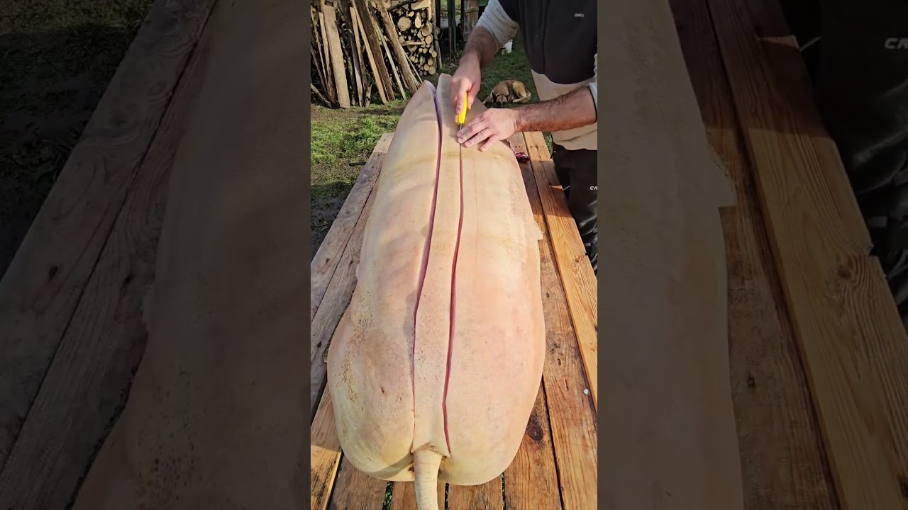 Massive Pig Processing: Traditional Meat Market Butchery