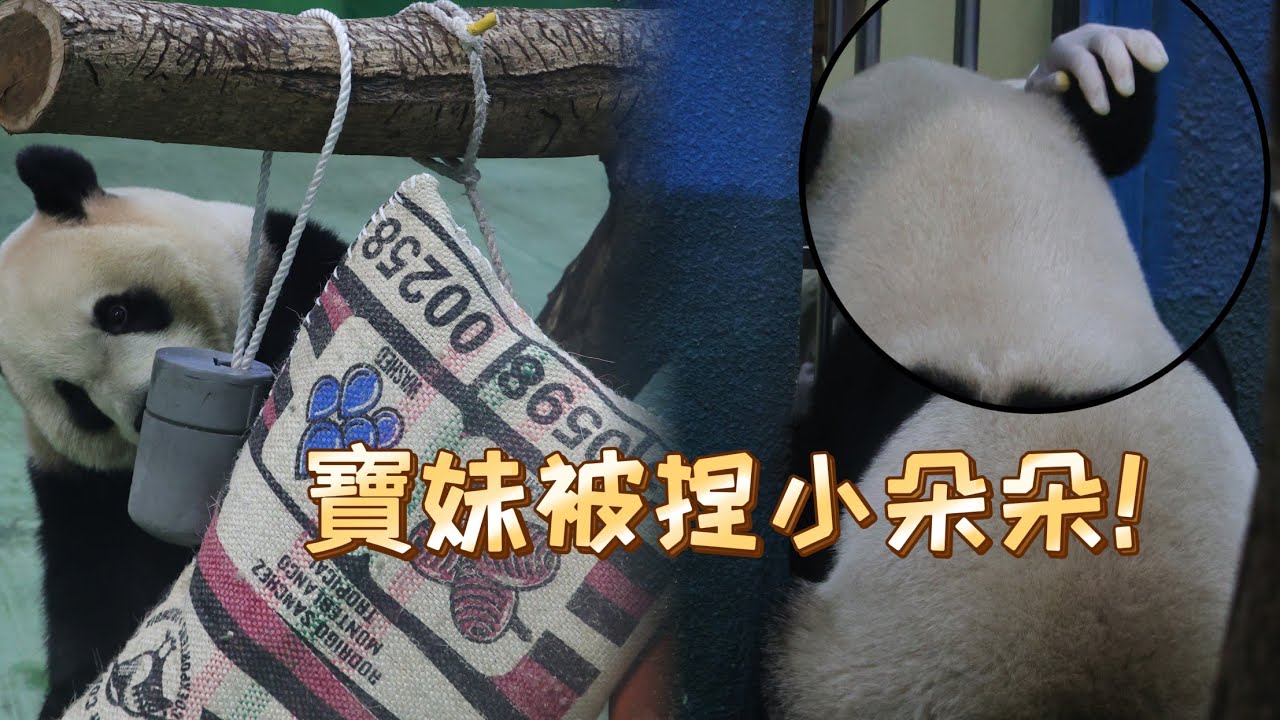圓寶妹下午餵食上課，為日後清朵朵做減敏訓練，小朵朵被捏捏！20260316