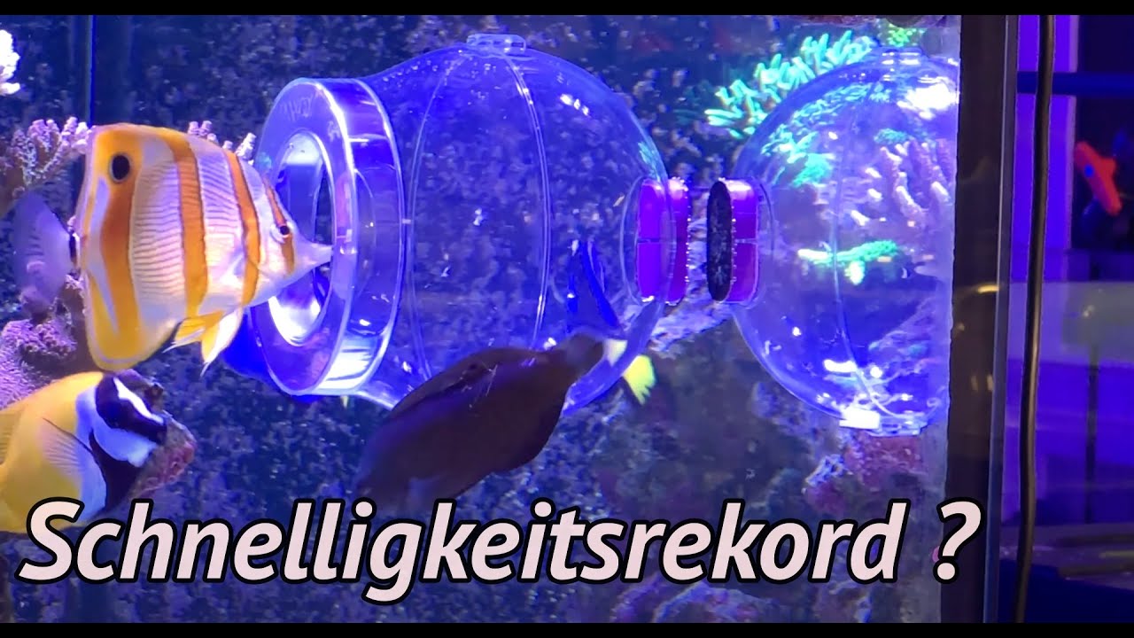 Fische Fangen im Aquarium | Nyos Floating Fish Trap
