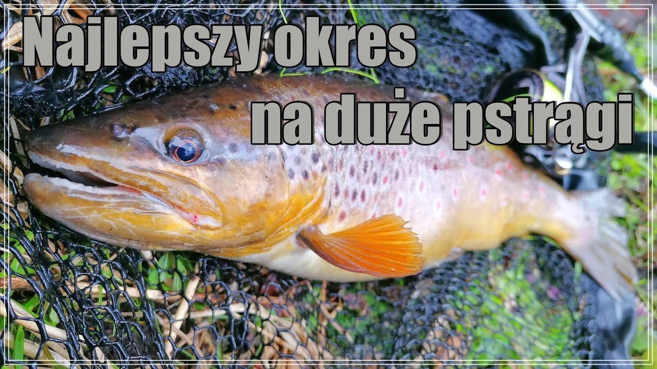 JAKI JEST NAJLEPSZY OKRES PORA NA DUŻE PSTRĄGI #22