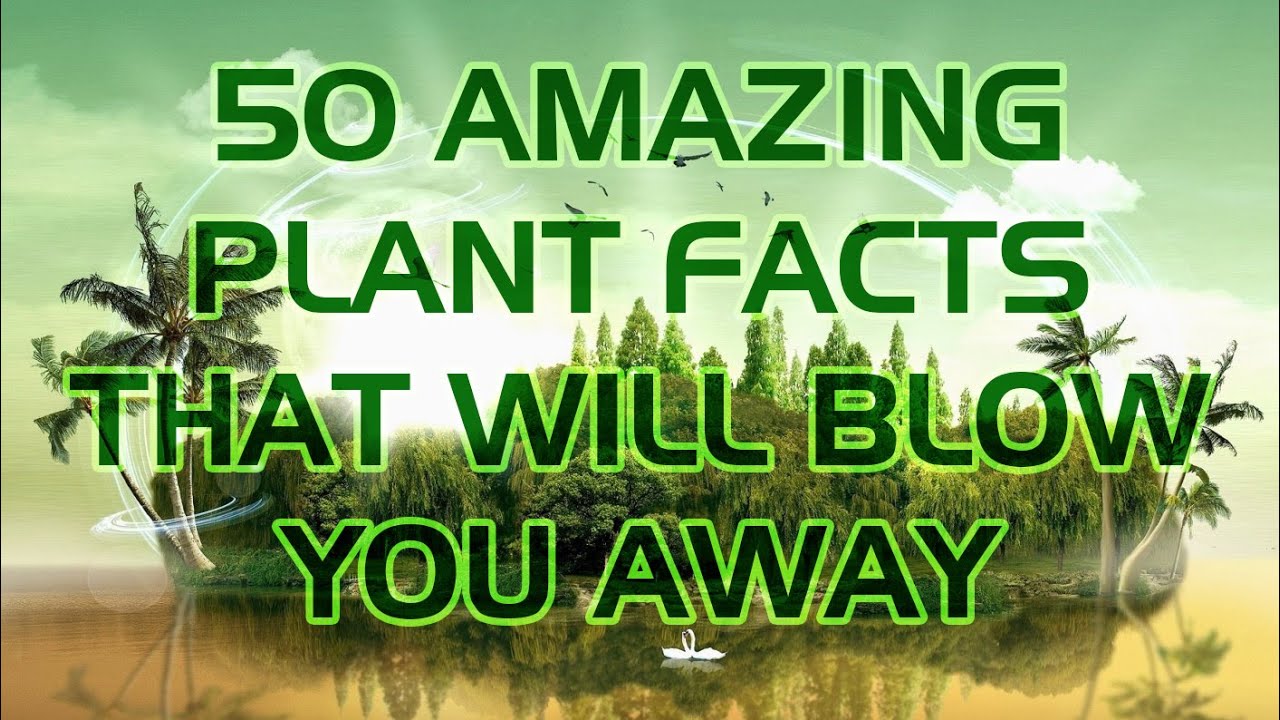 50 AMAZING PLANT FACTS THAT WILL BLOW YOU AWAY