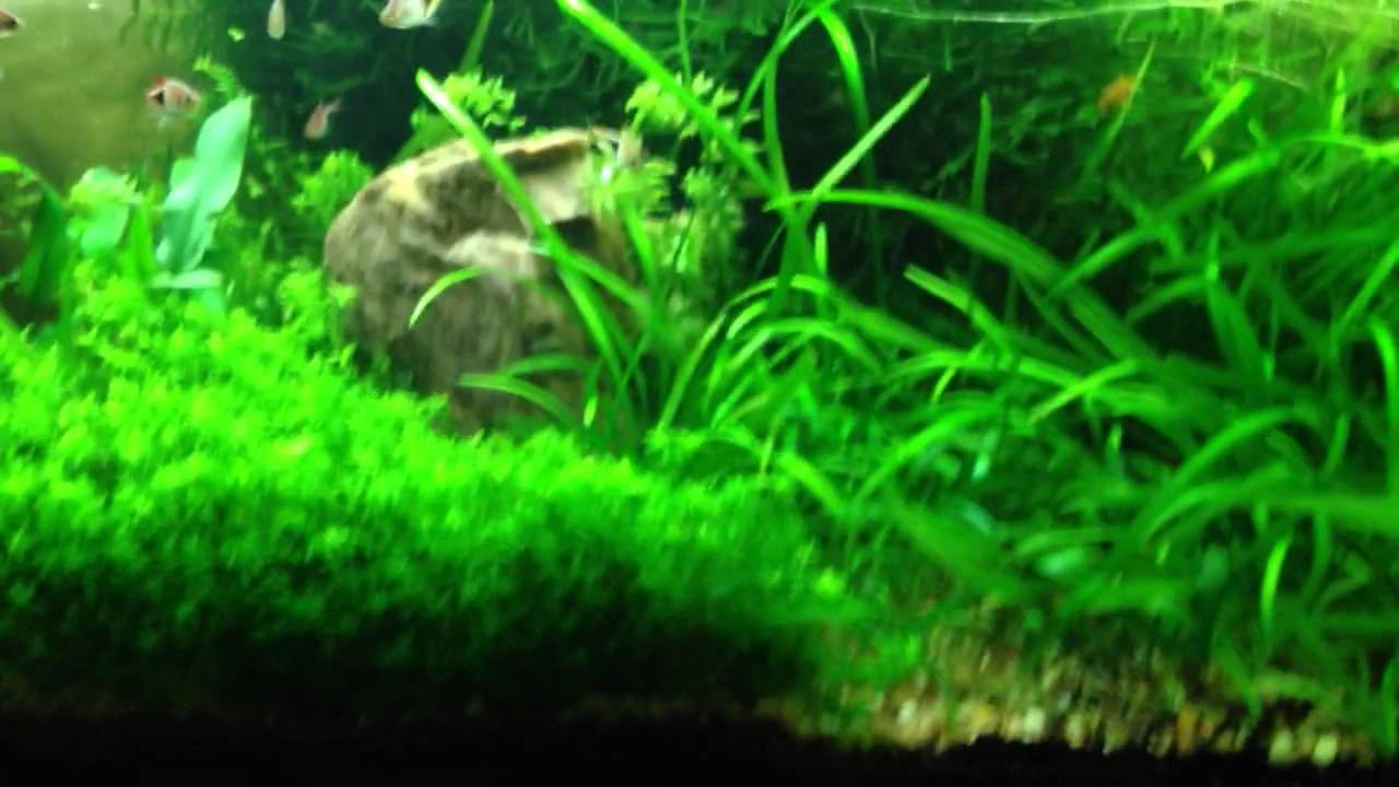 Pros and Cons of a dirted tank