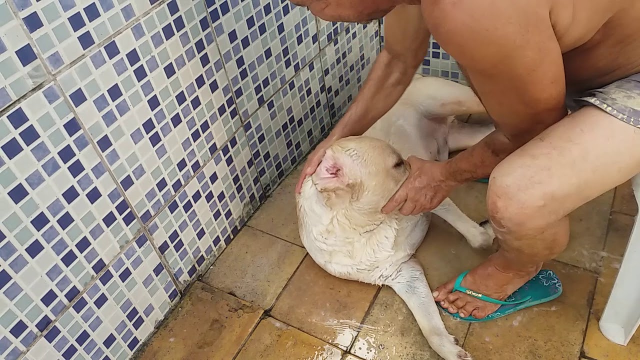 A dificuldade pra dar banho no meu labrador.