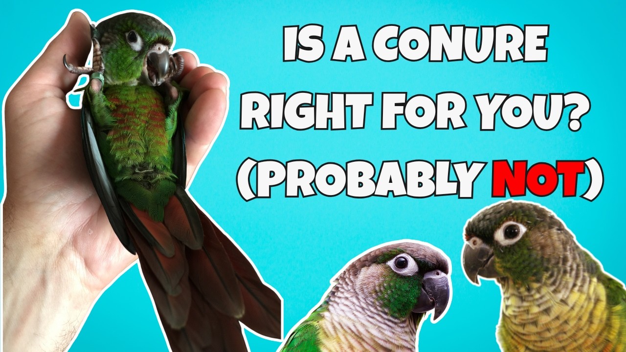 Is a Green Cheek Conure the Right Pet for YOU? (Maybe NOT) – Beginner Conure Care Overview & Tips