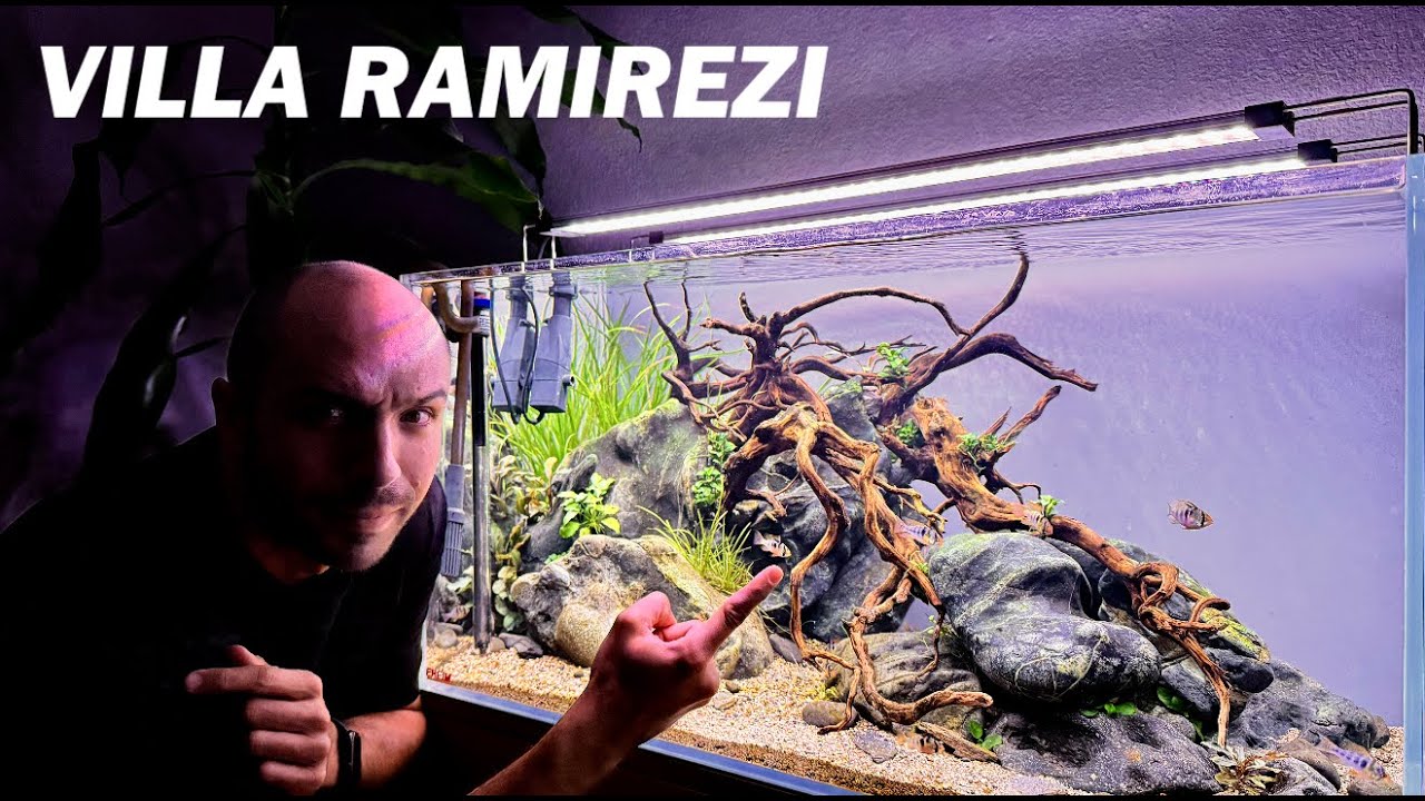 Increíble acuario monoespecífico de 200 litros solo para ramirezis 🐠💧 ¡Un proyecto único!