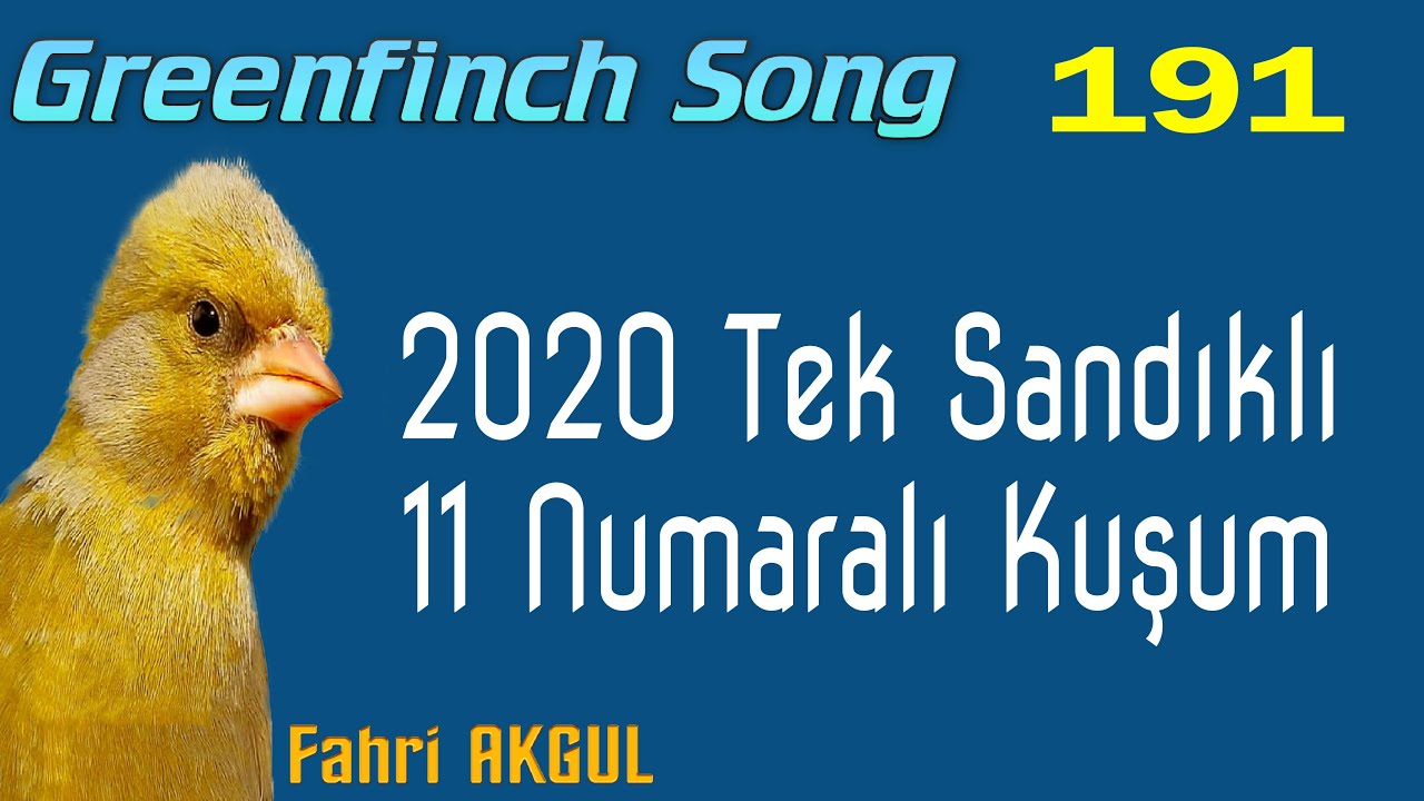 Flurya Kuşu Ötümü 191 - 2020 tek sandıklı 11 numaralı Kuşum (biraz kısa ama ötebilir, bekleyeceğiz)