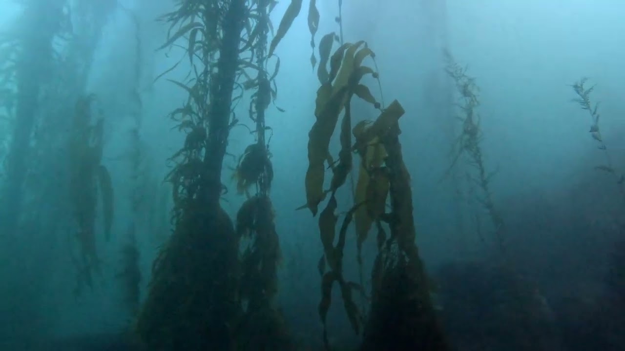 Monastery Beach SCUBA Dive, June, 2025