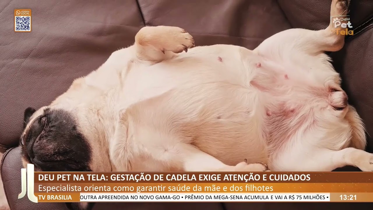 JL - Deu pet na tela: gestação de cadela exige atenção e cuidados
