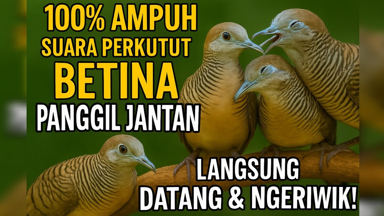 100% Ampuh! Suara Perkutut Betina Panggil Jantan | Langsung Datang & Ngeriwik!