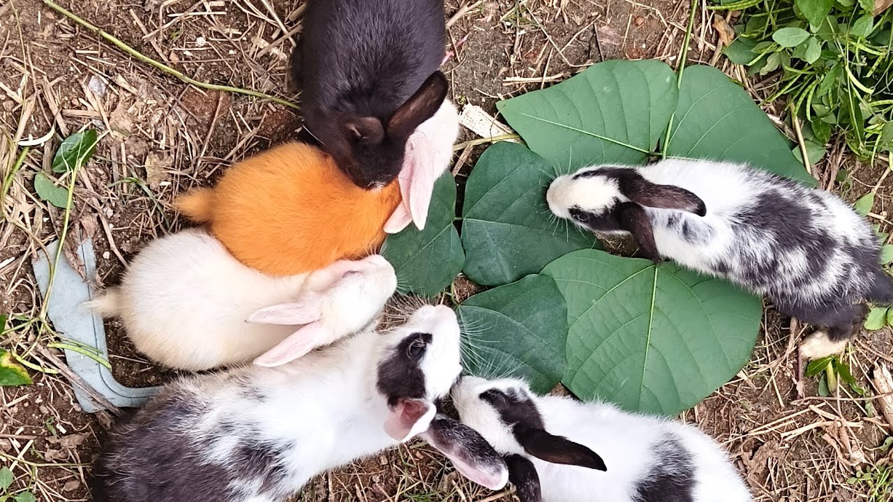Beautiful rabbits 🥰🥰🥰