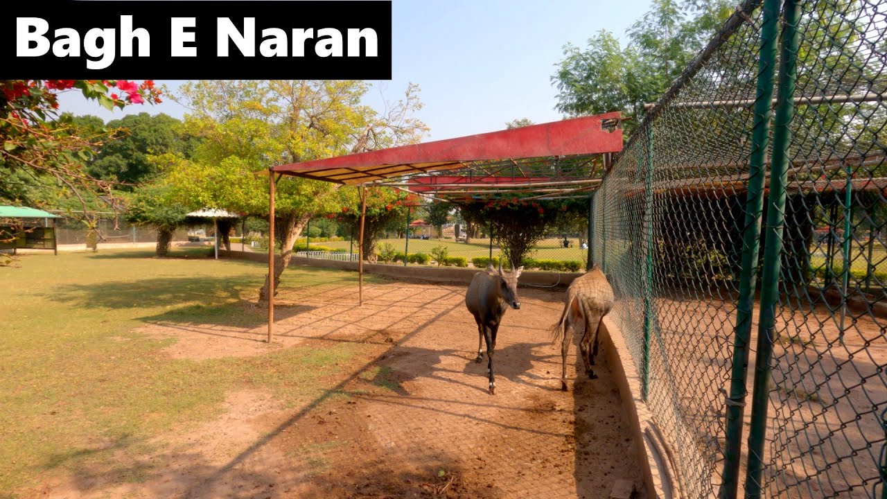 4K Walk - Bagh E Naran Peshawar | Bagh E Naran Phase 3 Hayatabad Peshawar [4K] | باغِ ناران پشاور