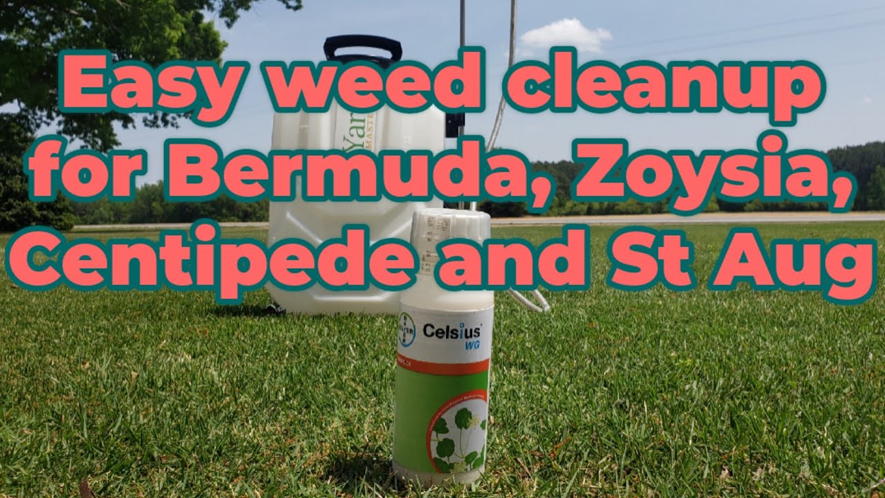 Easy broadleaf and grassy weed clean up using Celsius WG | Bermuda Centipede Zoysia St Augustine