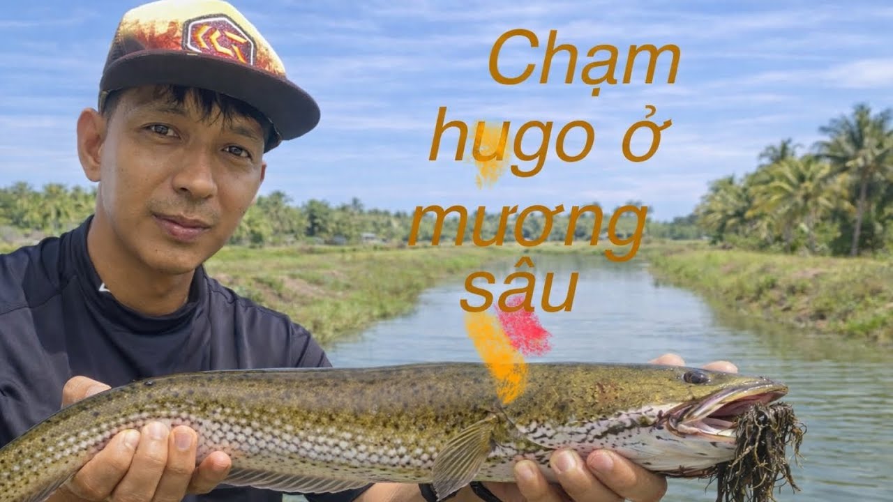 Câu cá lóc chạm mặt lóc đen hugo ở mương sâu,nhấp cá lóc lóc trong rông dày bên mương.#fishing 