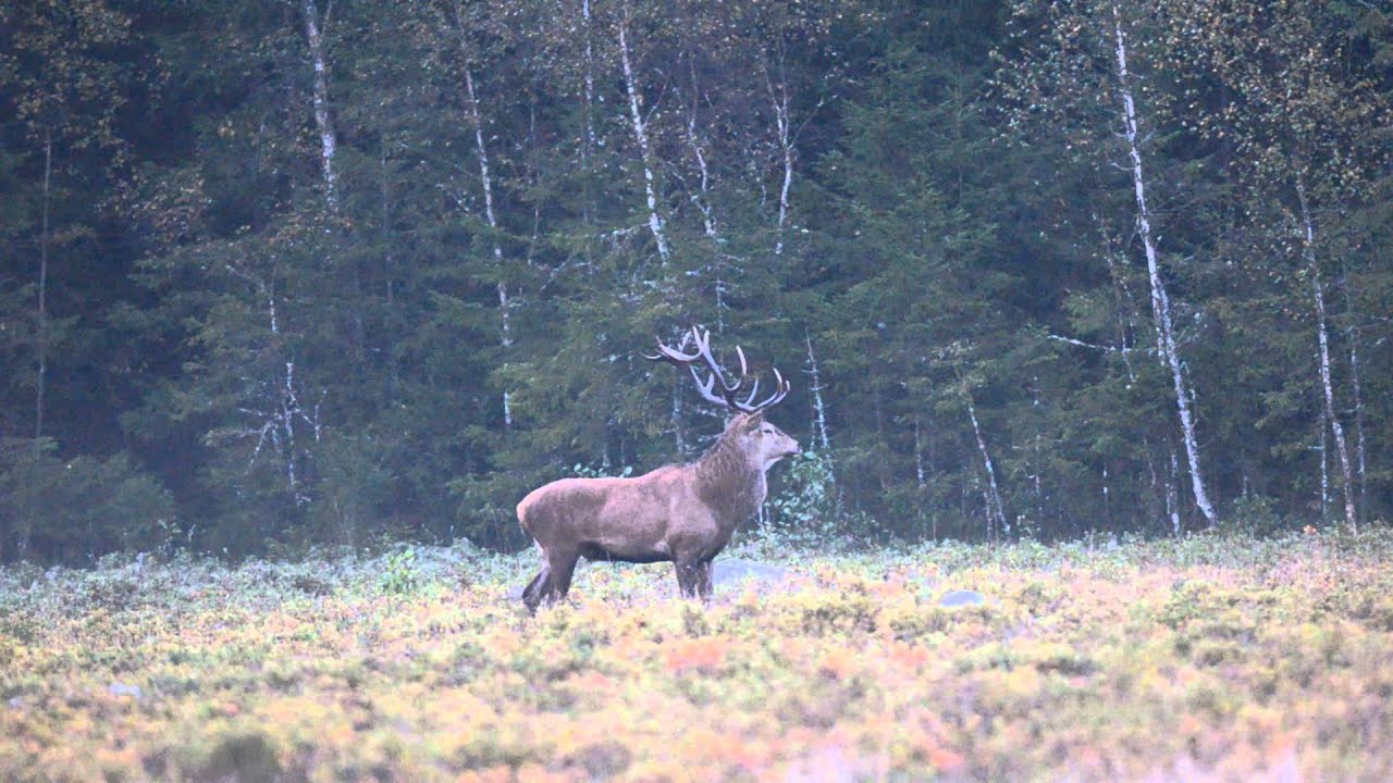 Kronhjort 2014-09-15 Gudebo