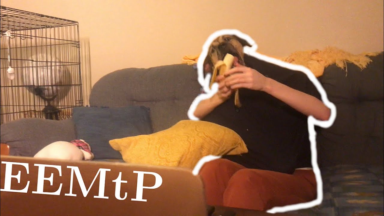Eric Explains Math to Pups 5 - 