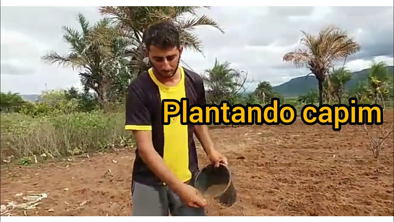 plantando semente de capim com as mãos