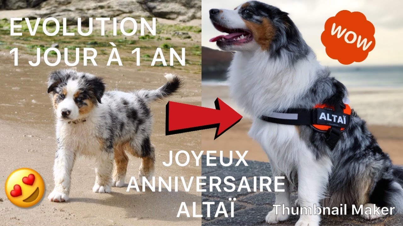 EVOLUTION BERGER AUSTRALIEN 1 JOUR À 1 AN  - JOYEUX ANNIVERSAIRE ALTAÏ