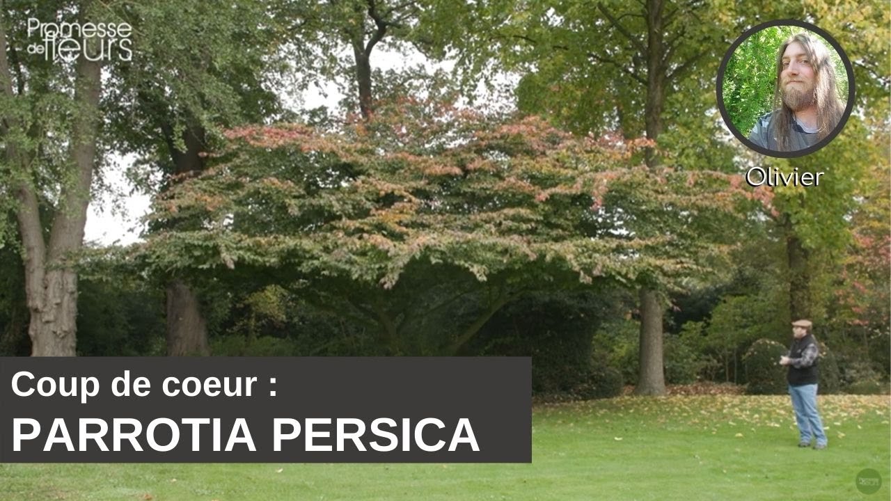 Coup de coeur d'Olivier : le Parrotia Persica