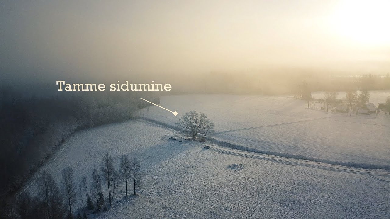 Tamme sidumine