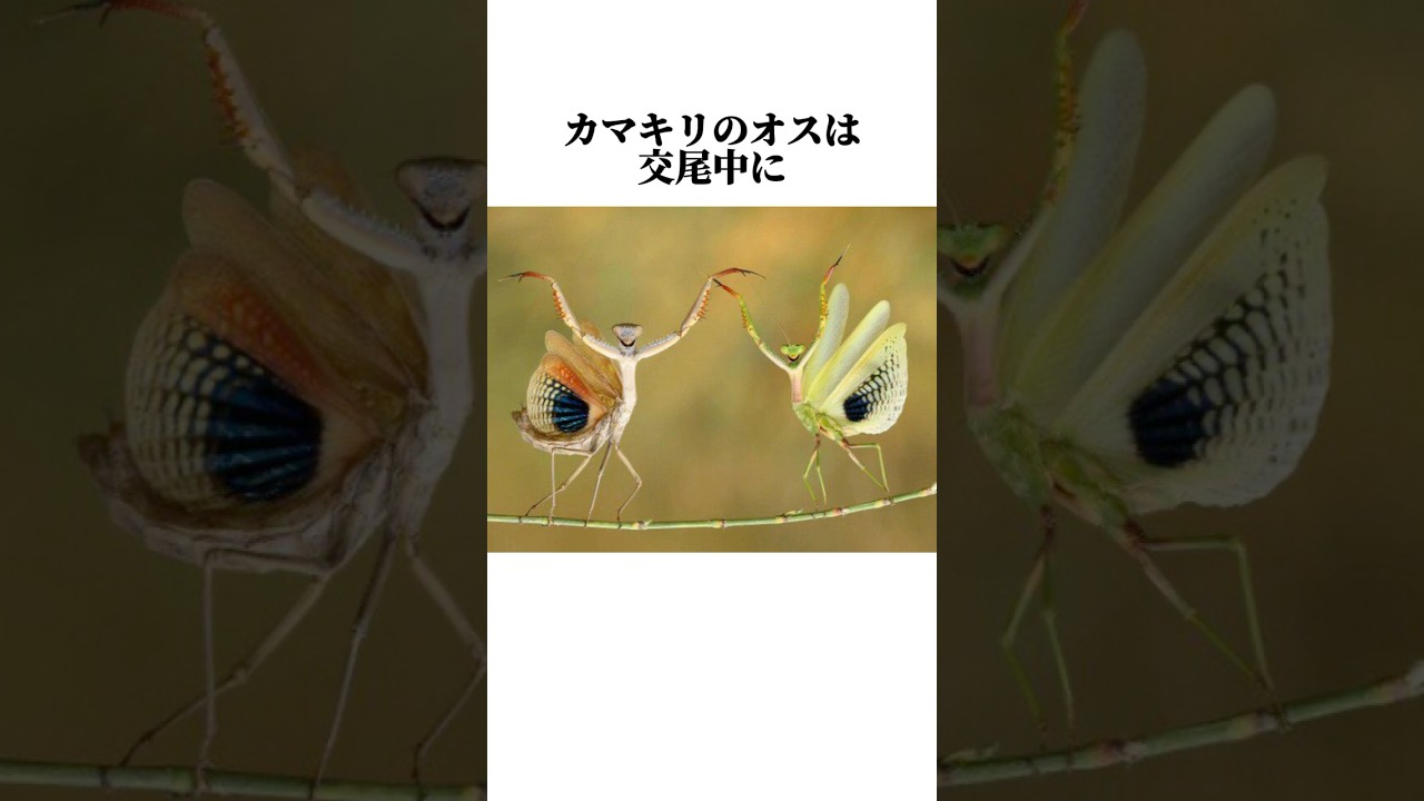 【カマキリ】の面白い雑学 