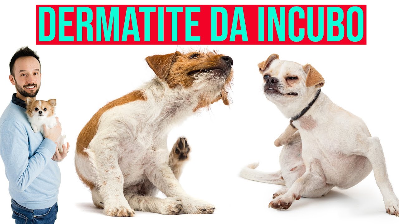 Prurito da incubo gestione del cane con dermatite
